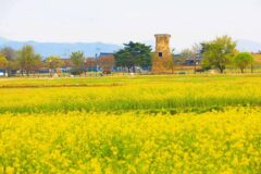 “천 년의 역사 위에 꽃이 핀다”… 봄꽃으로 물드는 천년 고도 여행지