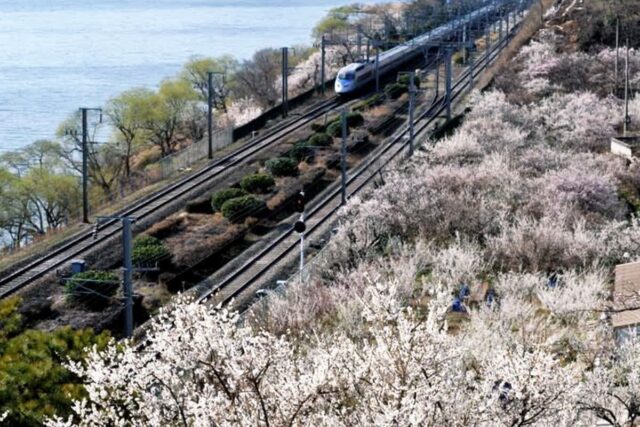 “다가오는 봄꽃 절정”… 20만 명 다녀간 매화 축제 3월 개막