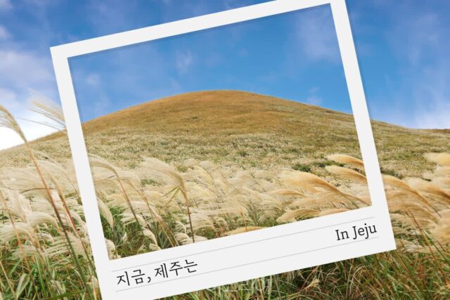 제주 대표 축제 ‘제주들불축제’ 즐기며 한해 무사 안녕과 소원 빌어요!