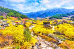 “1년을 기다려왔다”… 3월, 봄을 가장 먼저 만나는 무료 축제