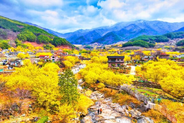 “1년을 기다려왔다”… 3월, 봄을 가장 먼저 만나는 무료 축제