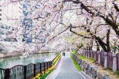 “벚꽃 대신 화산재 맞을라”… 日 31번 화산 분화에 ‘불안’