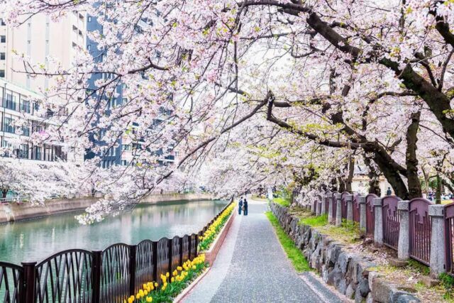 “벚꽃 대신 화산재 맞을라”… 日 31번 화산 분화에 ‘불안’