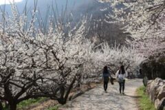 광양, 봄이 왔나 ‘봄’…제 24회 광양매화축제