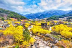 “노란 물결 장관에 감탄”… 지리산 물들이는 100만 봄꽃 축제