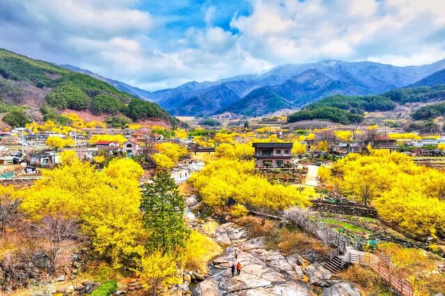 “노란 물결 장관에 감탄”… 지리산 물들이는 100만 봄꽃 축제