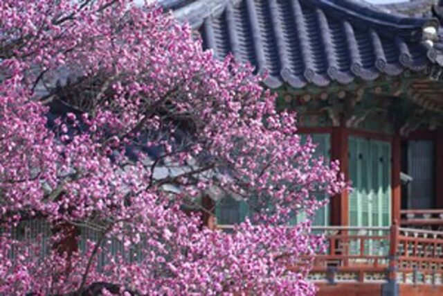 “서울 한복판에 매화 축제가 펼쳐진다” 매화꽃 가득한 서울 걷기 좋은 길 3