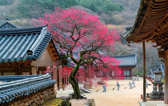 화엄사 여행, 사계절 내내 즐기는 천년 고찰의 매력