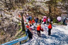 금산문화관광재단, 보곡산골 산벚꽃축제‧금산삼계탕축제 일정 확정
