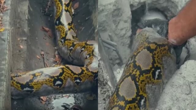 오동통한 빅사이즈 뱀 때문에 배수관 막혀..’콘크리트 뚫어서 해결’