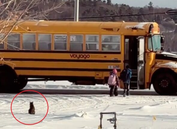 매일 꼬마 집사들 스쿨버스까지 배웅해 주는 고양이…’잘 다녀와라옹!’