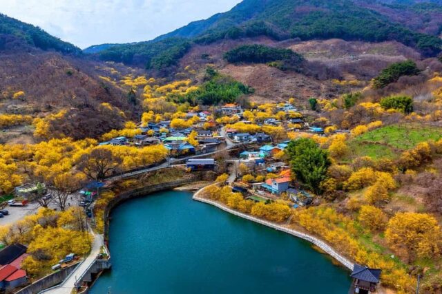 “엄마 취향 저격”… 4050세대가 반한 봄꽃 명소