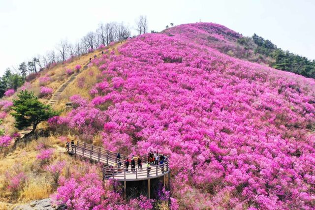 “여기 정말 무료 맞아?”… 주민들만 알고 있던 봄 꽃구경 명소 공개