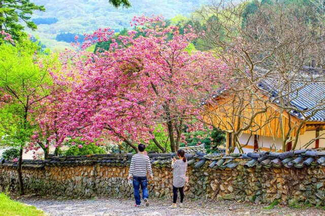 “12,900원으로 봄꽃 여행 끝”… 꽃길 따라 떠나는 특별 여행 코스 공개