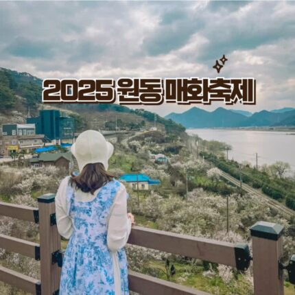 양산 원동 매화축제 2025 마을 주차 할리스카페 포토존