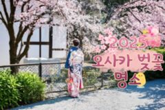 2025 오사카 벚꽃 축제, 봄 시즌 낭만을 폭발 시켜줄 오사카 벚꽃 (+벚꽃명소)