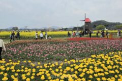 창녕의 봄 만나러 가요!…봄 축제 풍성