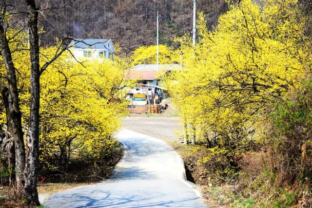 “벚꽃보다 산수유 먼저 핀다”… 3월 황금빛으로 가득한 서울 근교 봄꽃 명소