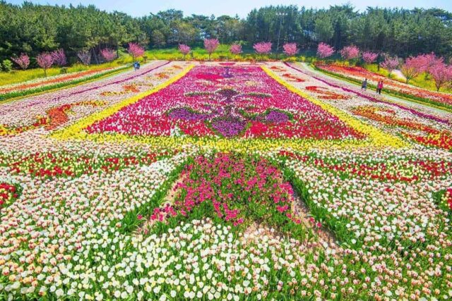 “270만 꽃송이의 장관에 500만명 방문”… 세계적으로 인정받는 국내 튤립 축제