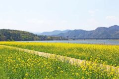 “무료인데 이런 봄꽃 풍경?”… 4일 만에 11만 명이 방문한 봄 나들이 명소