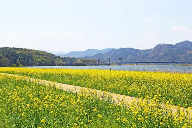 “무료인데 이런 봄꽃 풍경?”… 4일 만에 11만 명이 방문한 봄 나들이 명소