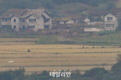 북한 벼 재배면적 ‘1.3% ’줄어… 3년째 감소