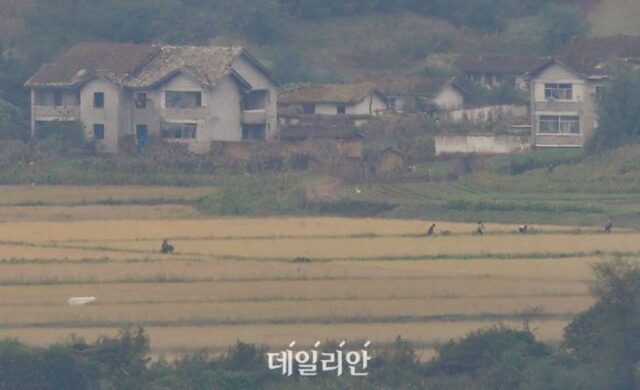 북한 벼 재배면적 ‘1.3% ’줄어… 3년째 감소