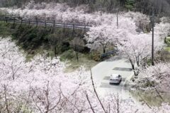 “봄꽃과 트로트 열기로 가득”… 아름다운 길 100선에서 열리는 벚꽃 축제