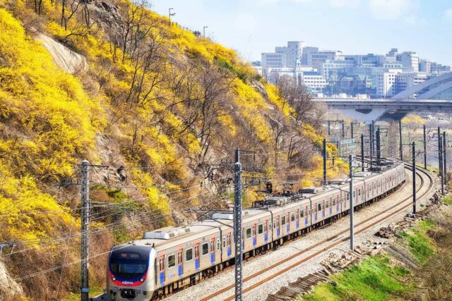 “벚꽃보다 화려한데 사람은 덜 붐벼”… 올 봄에 꼭 가봐야 할 개나리 명소