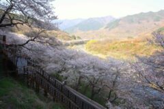 하동 십리벚꽃길, 3월 가볼만한 곳 추천 (경남 벚꽃 명소)