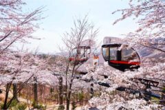 “부모님이 여긴 꼭 가보고 싶대요”… 예약 서둘러야 할 봄 여행지