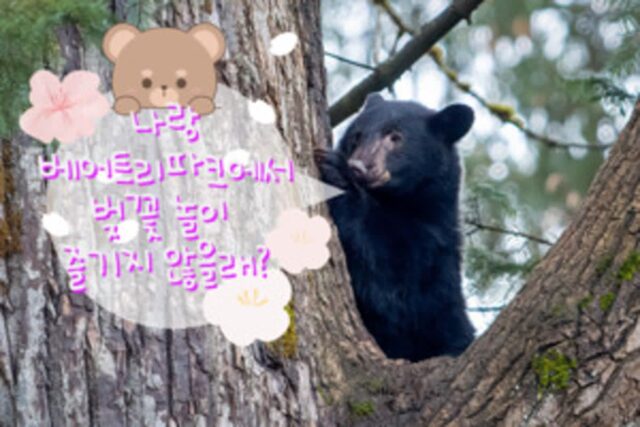 베어트리파크, 반달가슴곰과 함께 하는 2025 ‘봄 꽃’ 퍼레이드…벚꽃 명소 여기 어때?
