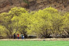 “300년 된 산수유나무가 선사하는 황금빛 절경”… 매년 20만 명이 찾는 산수유 축제