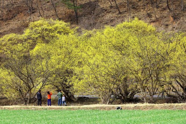 “300년 된 산수유나무가 선사하는 황금빛 절경”… 매년 20만 명이 찾는 산수유 축제