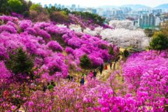 “수도권 봄꽃 1순위다”… 한적한 분위기의 벚꽃·진달래 명소