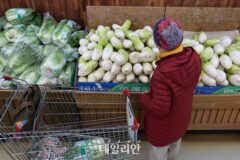 배추 비축물량 일 100t 도매시장 방출…무는 도매가격 70% 수준에 대형마트 공급