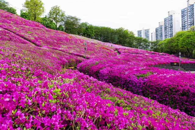“100만 그루 철쭉이 물든다”… 90만 명이 찾는 경기도 대표 봄 축제