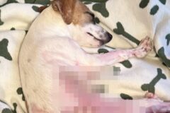 욕조에서 벌어진 참극…학대로 생식기에 ‘3도’ 화상 입은 강아지