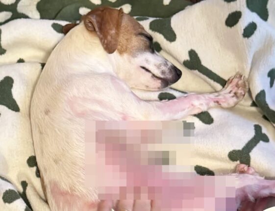 욕조에서 벌어진 참극…학대로 생식기에 ‘3도’ 화상 입은 강아지
