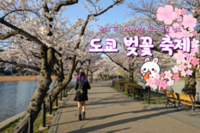 도쿄 벚꽃 축제 : 도쿄 여행 시 놓쳐선 안될 도쿄 벚꽃 명소 4곳 추천 2025 ver.