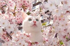 [알쓸건강] 봄봄봄 봄이 왔네요~ 봄철 건강 주의!