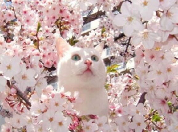 [알쓸건강] 봄봄봄 봄이 왔네요~ 봄철 건강 주의!