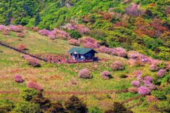 “봄되면 부모님 사이에서 인기 폭발”… 몸도 마음도 치유되는 웰니스 여행지