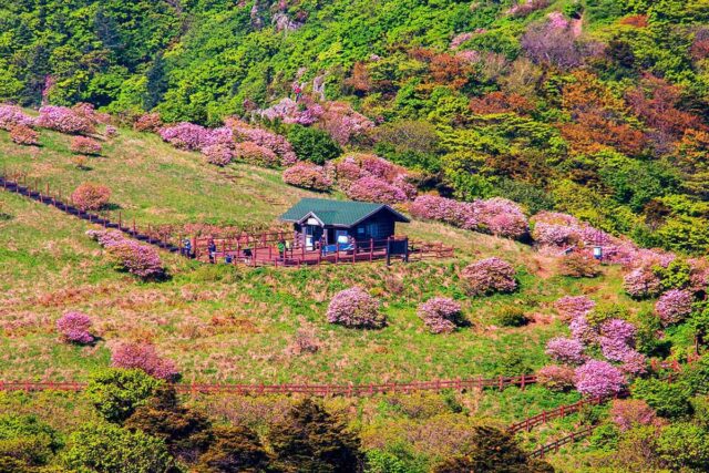 “봄되면 부모님 사이에서 인기 폭발”… 몸도 마음도 치유되는 웰니스 여행지