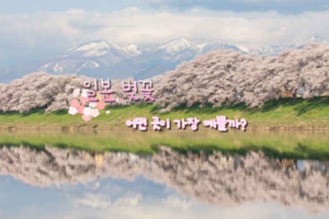 일본 벚꽃 장인이 알려주는 지역별 일본 벚꽃 명소 베스트(+일본 벚꽃 개화시기)