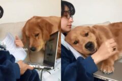 ‘공부야, 나야?’ 노트북 덮어버리고 관심 독차지한 애교덩어리 강아지