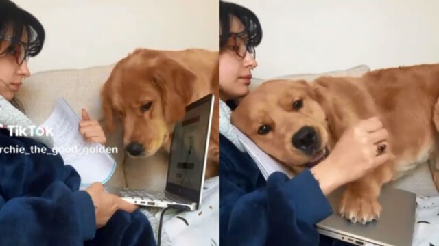 ‘공부야, 나야?’ 노트북 덮어버리고 관심 독차지한 애교덩어리 강아지