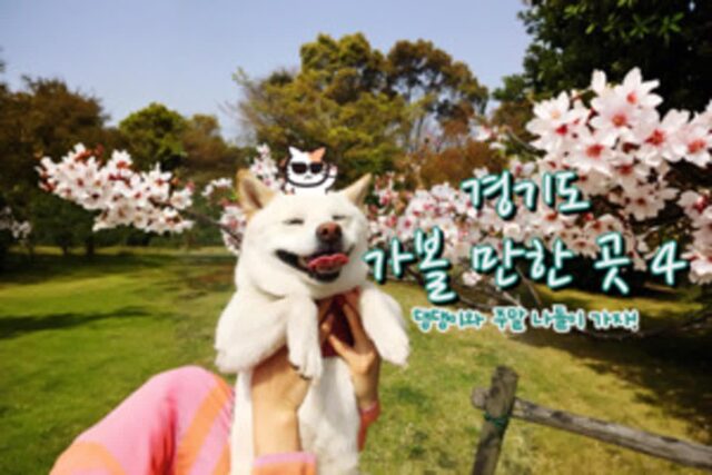 애완견과 바람 쐬고 오기 좋은 경기도 가볼 만한 곳 4 “댕댕이와 주말 나들이 GO~!”
