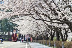 “100리 벚꽃길과 전통 문화의 특별한 만남”… 매년 70만 명이 몰리는 봄 축제