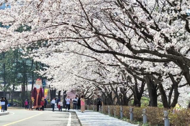 “100리 벚꽃길과 전통 문화의 특별한 만남”… 매년 70만 명이 몰리는 봄 축제